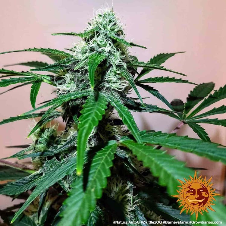 Original Z OG Auto Autoflower Barney's Farm