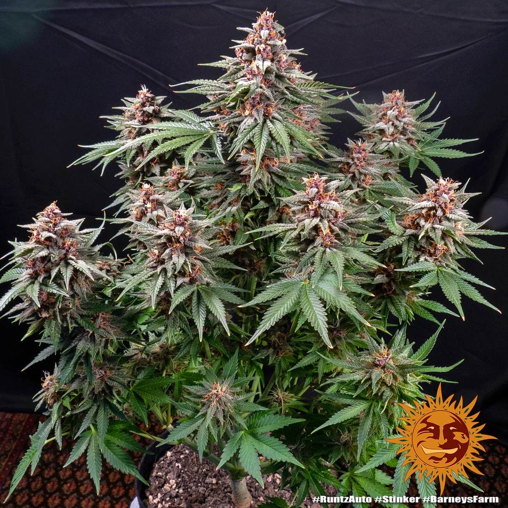 Runtz Auto Autoflower Barney's Farm