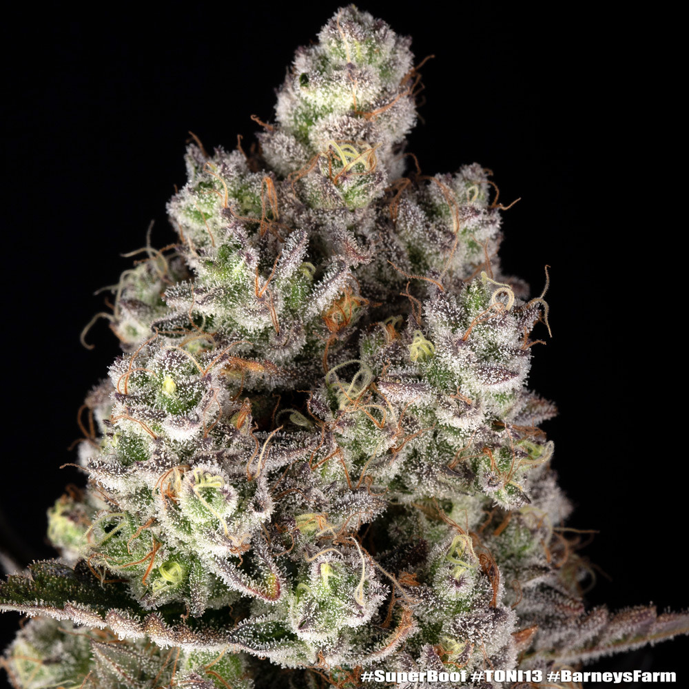 Super Boof Feminised Barney's Farm