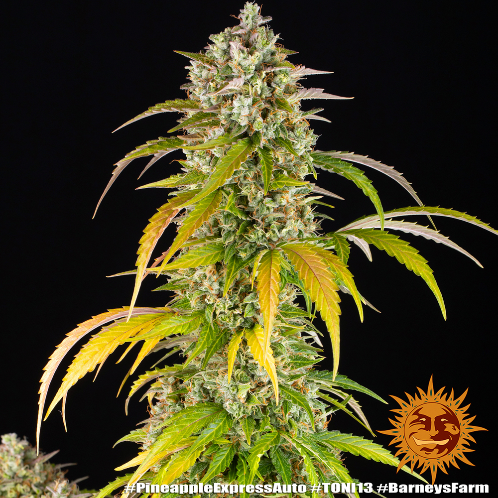 Pineapple Express Auto Autoflower Barney's Farm