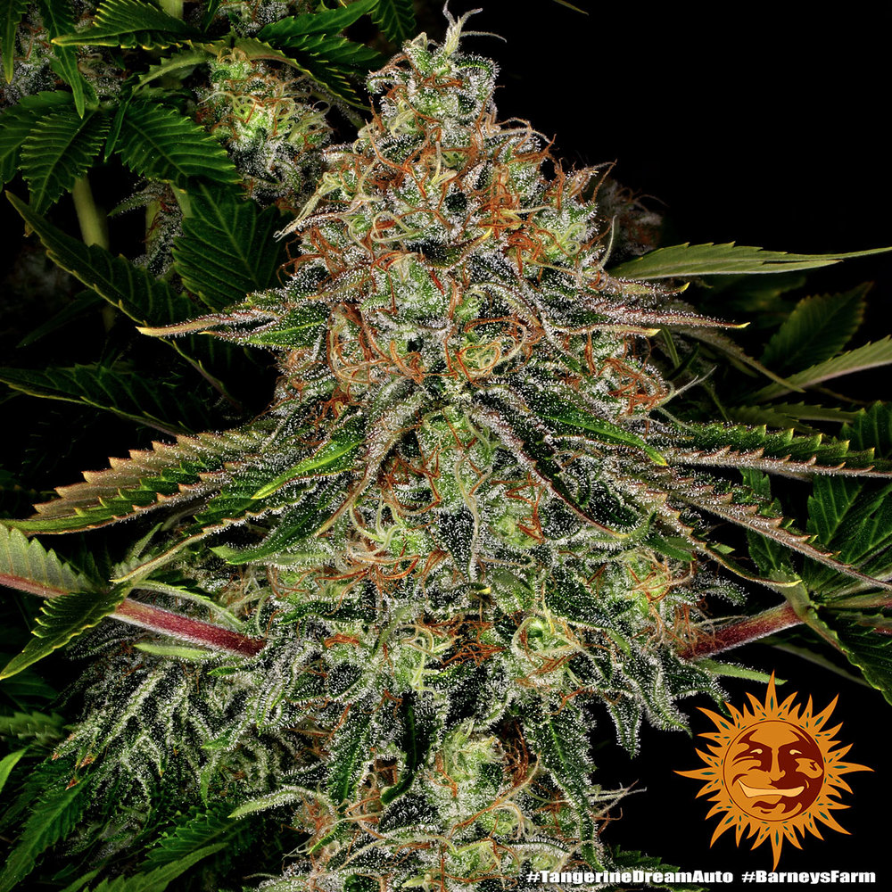 Tangerine Dream Auto Autoflower Barney's Farm