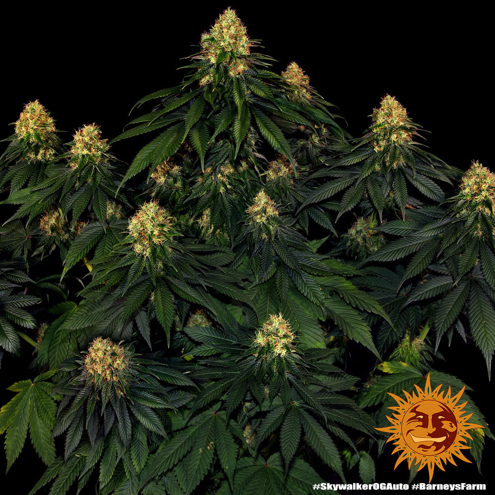 Skywalker OG Auto Autoflower Barney's Farm
