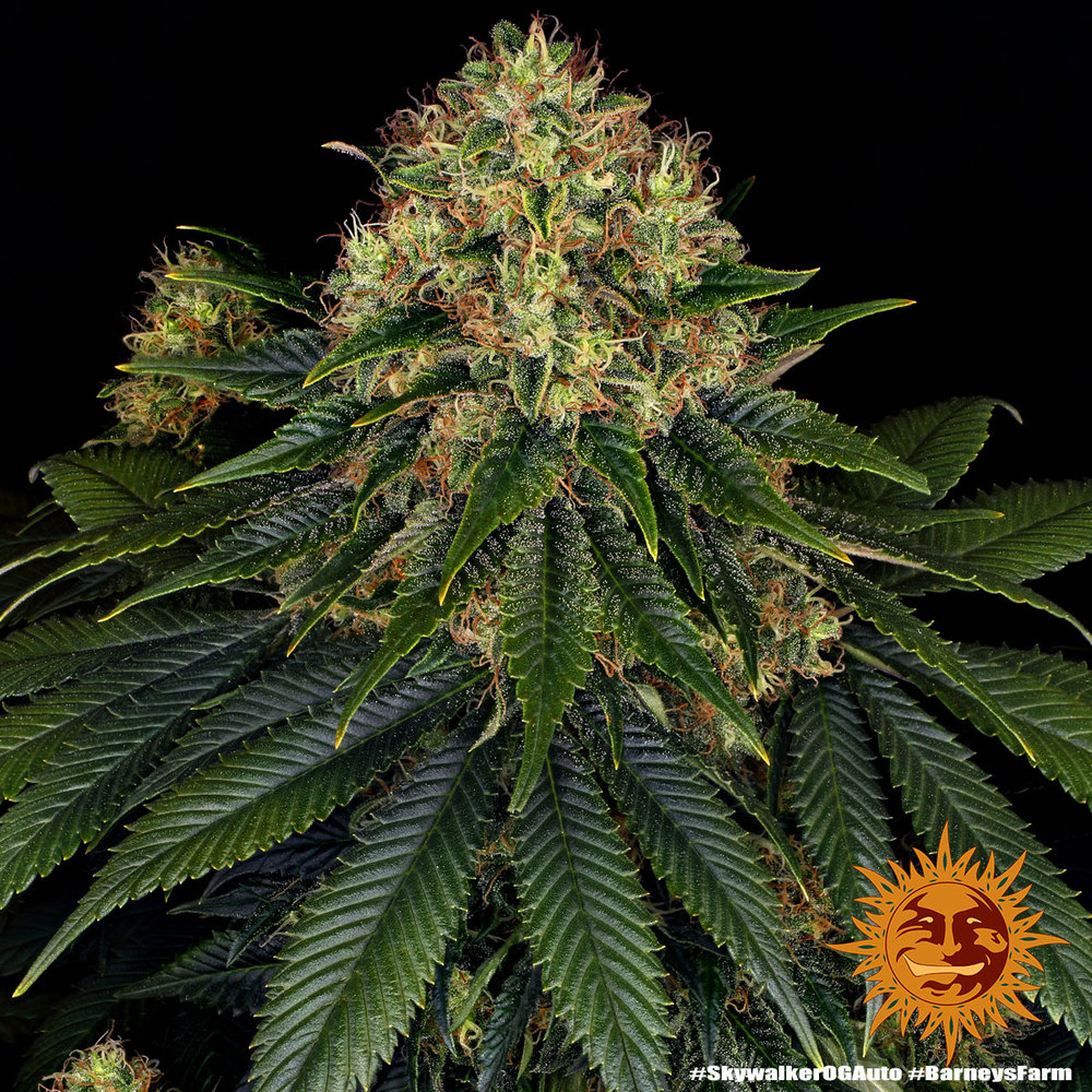 Skywalker OG Auto Autoflower Barney's Farm