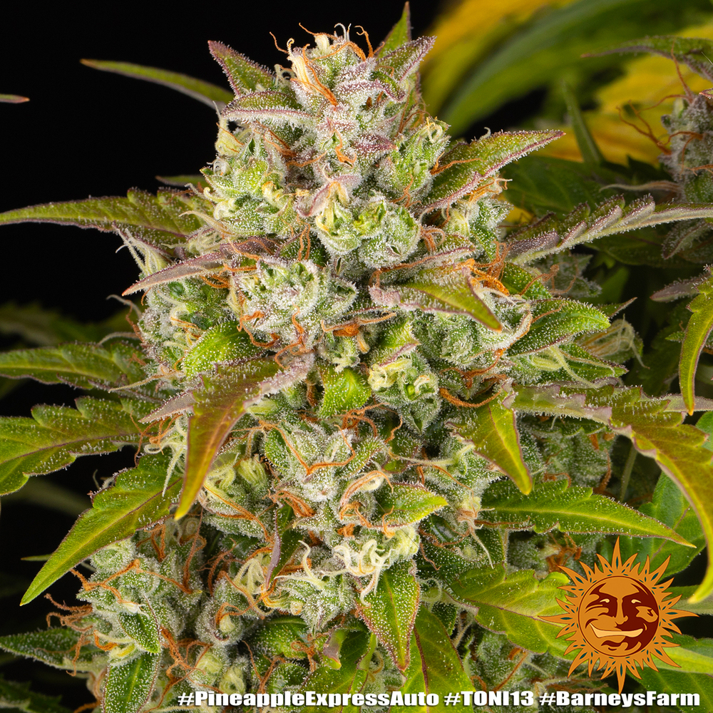Pineapple Express Auto Autoflower Barney's Farm