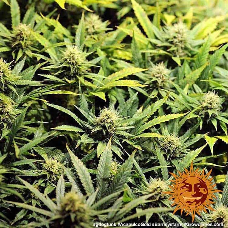 Acapulco Gold Feminised Barney's Farm
