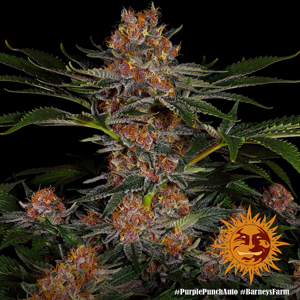 Purple Punch Auto Autoflower Barney's Farm