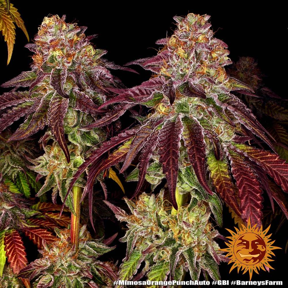 Mimosa x Orange Punch Auto Autoflower Barney's Farm