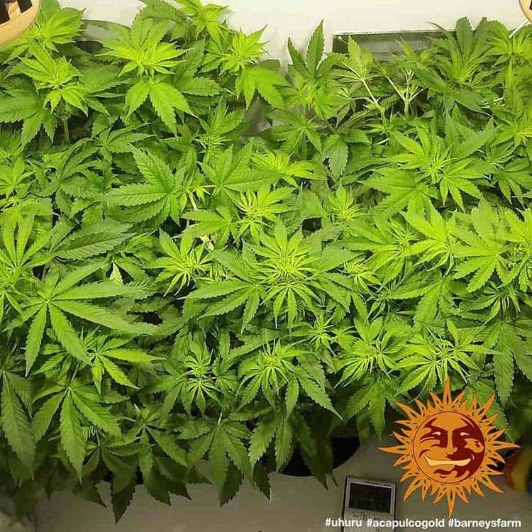 Acapulco Gold Feminised Barney's Farm