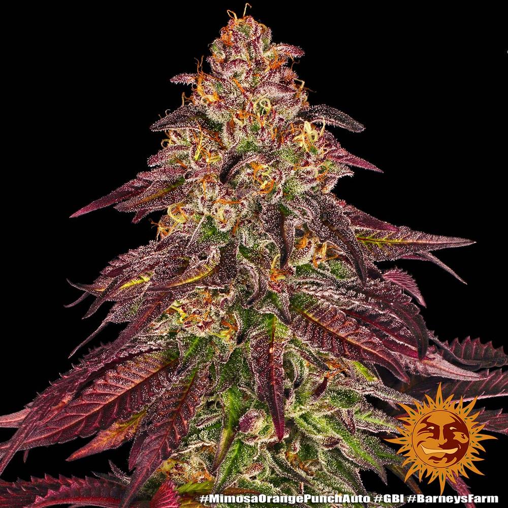 Mimosa x Orange Punch Auto Autoflower Barney's Farm