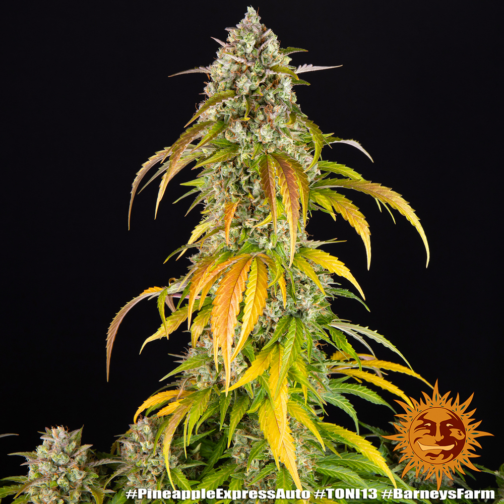 Pineapple Express Auto Autoflower Barney's Farm
