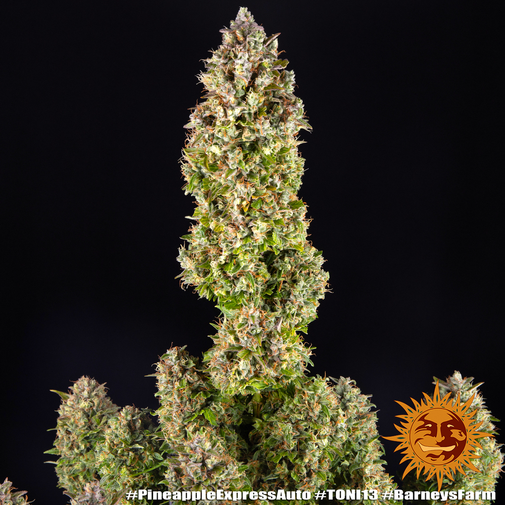 Pineapple Express Auto Autoflower Barney's Farm