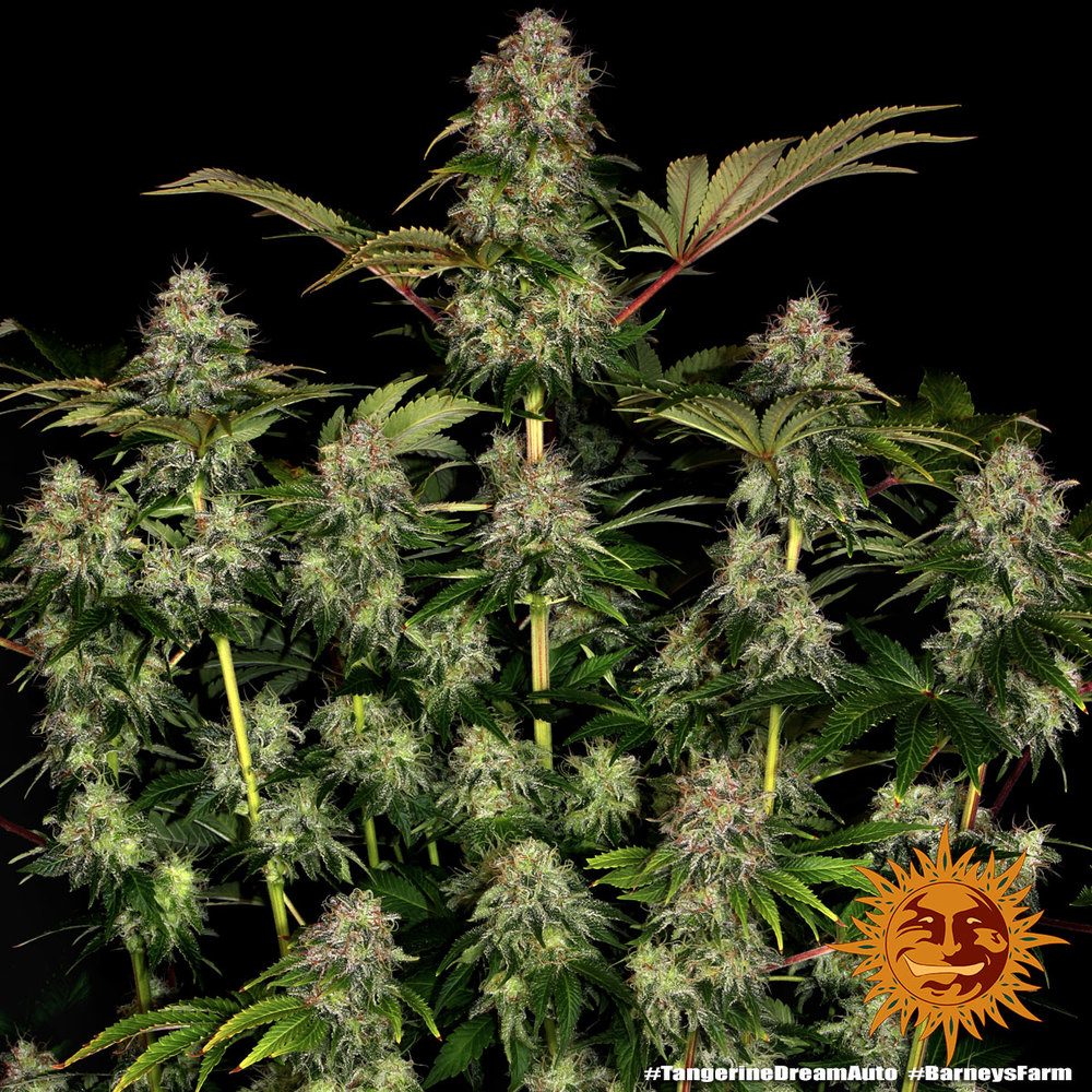 Tangerine Dream Auto Autoflower Barney's Farm