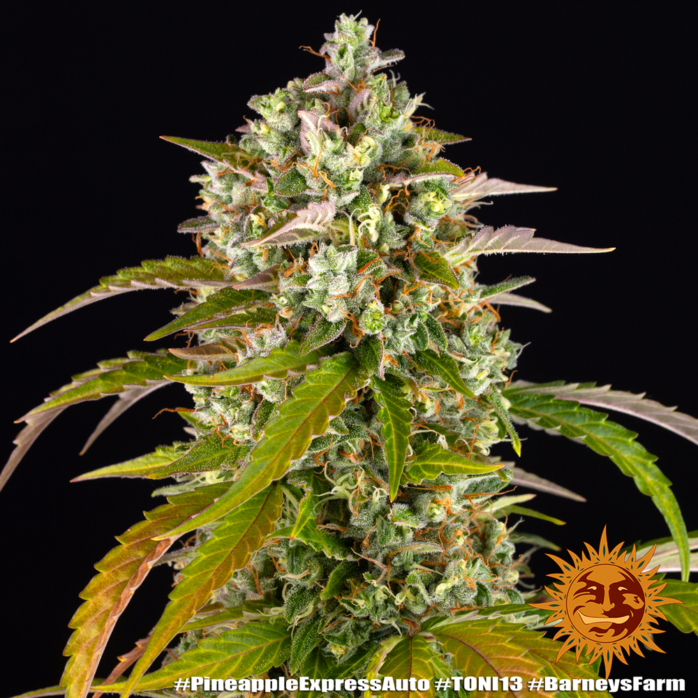 Pineapple Express Auto Autoflower Barney's Farm