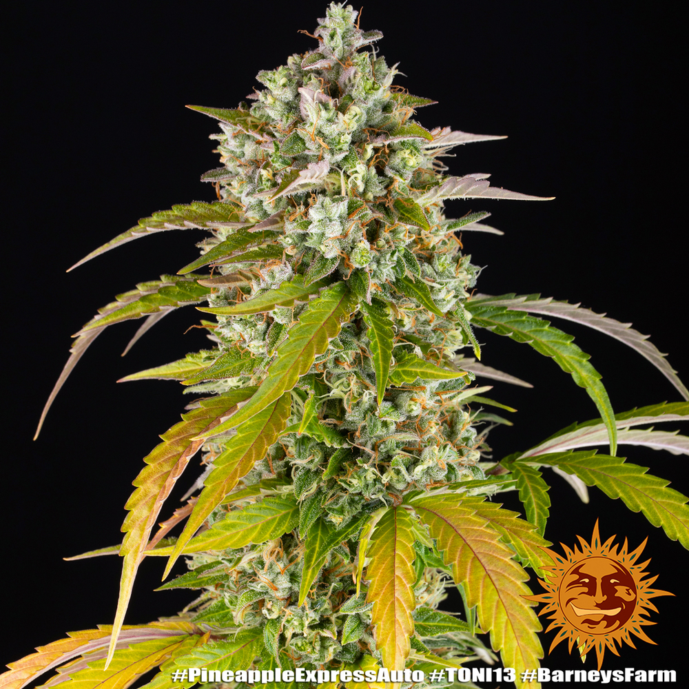 Pineapple Express Auto Autoflower Barney's Farm