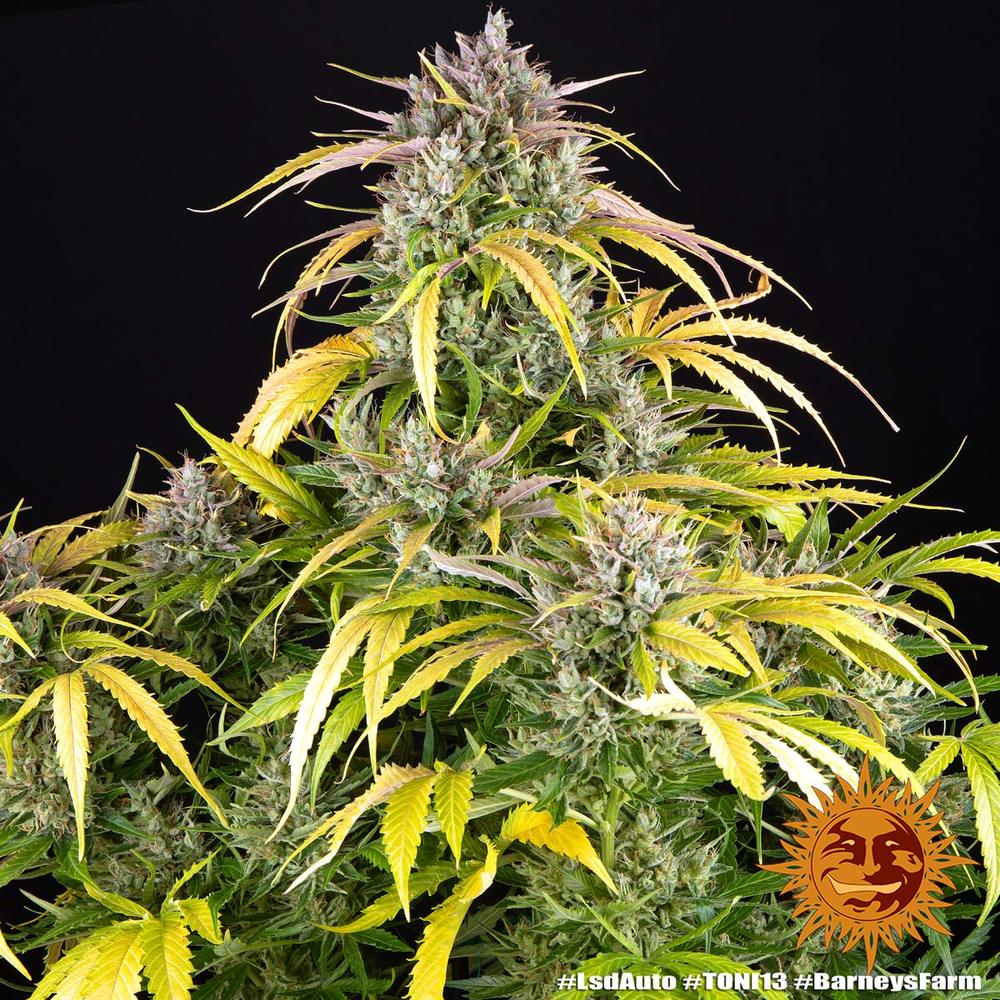 LSD Auto Autoflower Barney's Farm