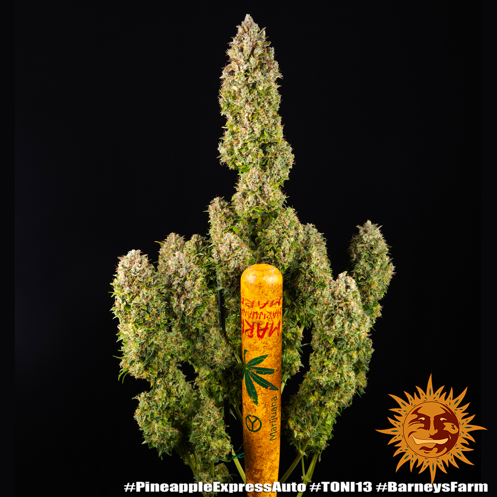 Pineapple Express Auto Autoflower Barney's Farm