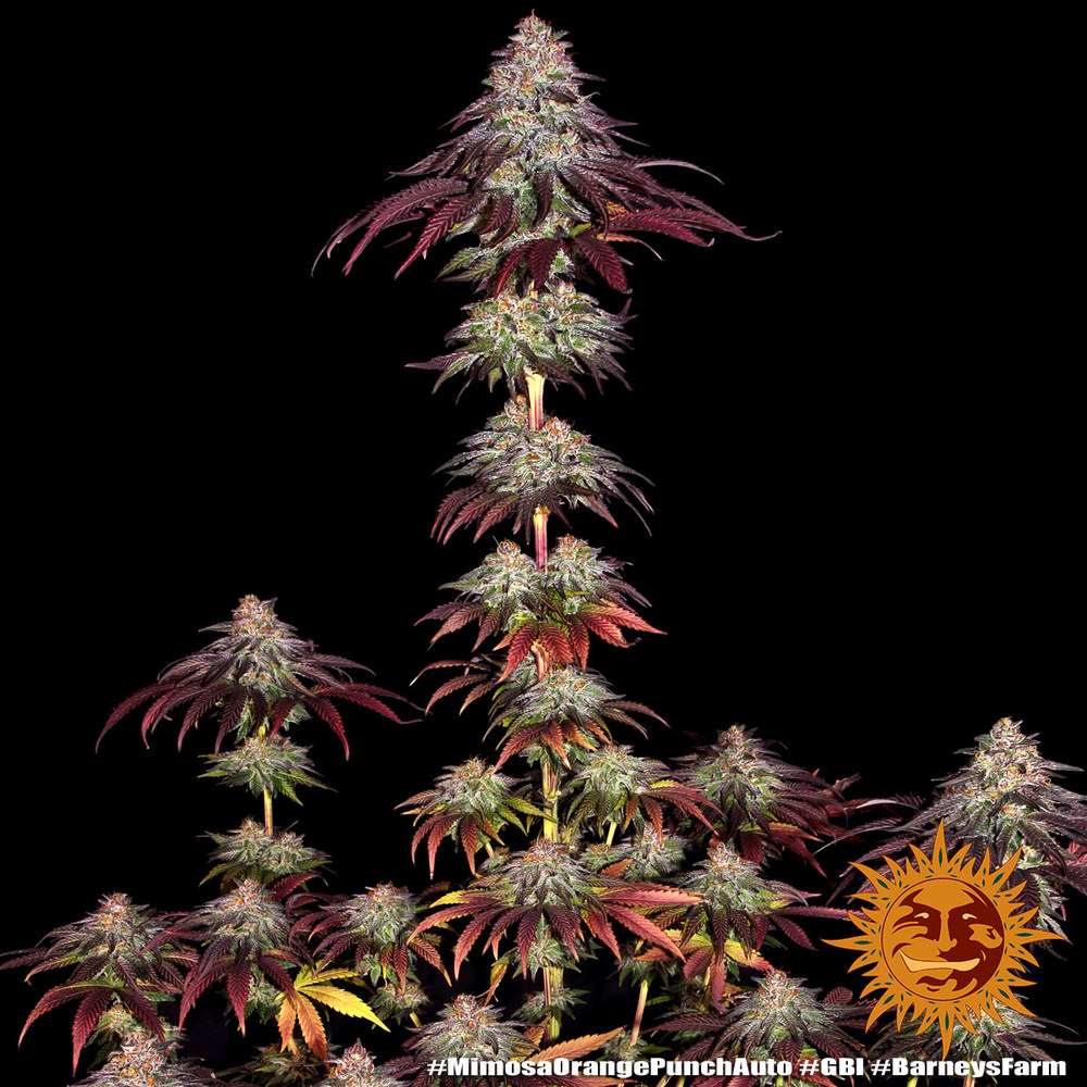 Mimosa x Orange Punch Auto Autoflower Barney's Farm