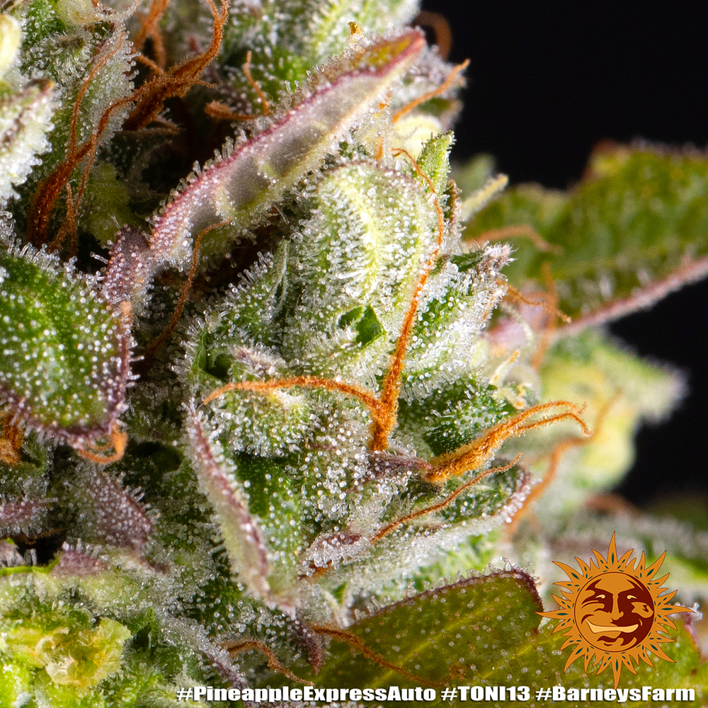 Pineapple Express Auto Autoflower Barney's Farm