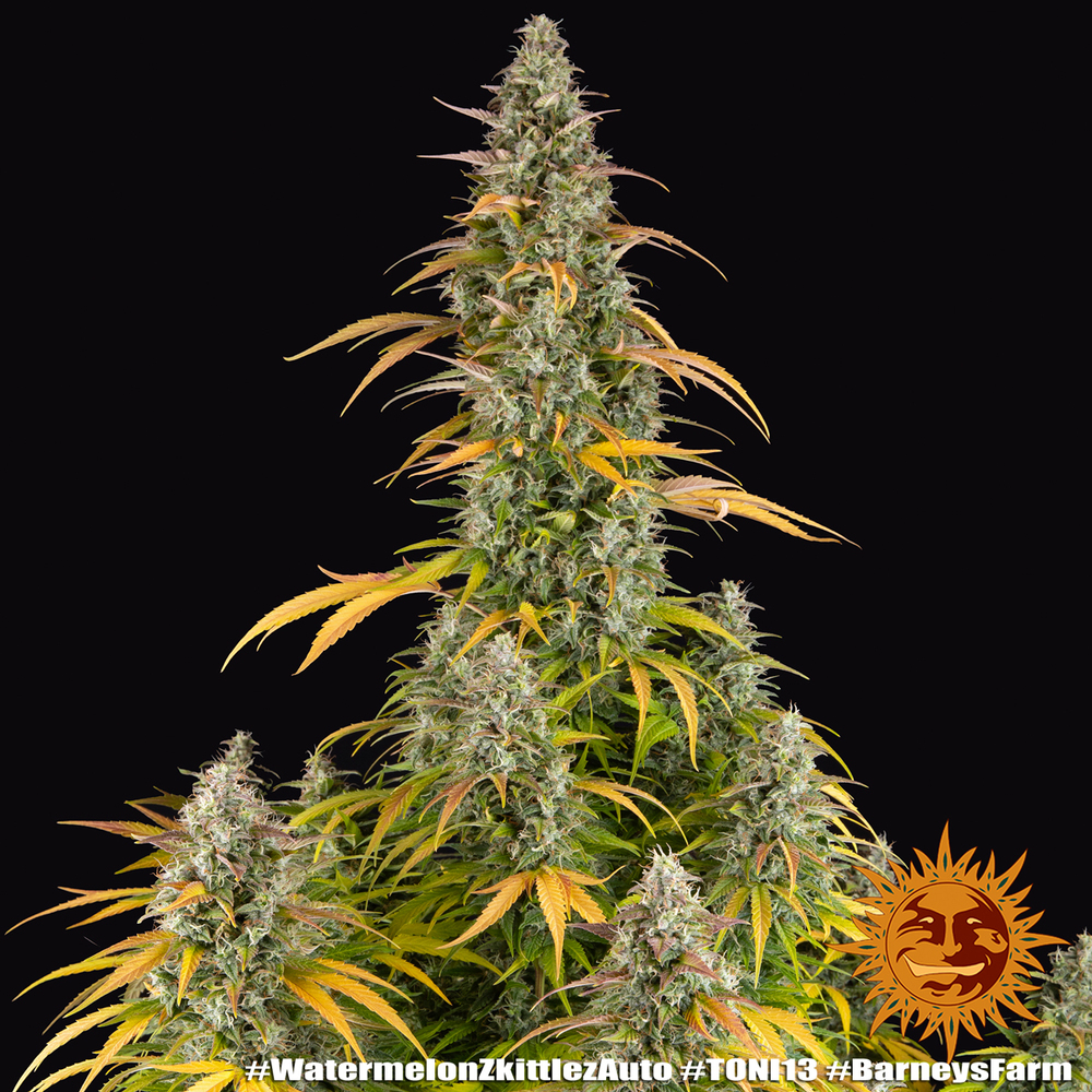 Watermelon Z Auto Autoflower Barney's Farm