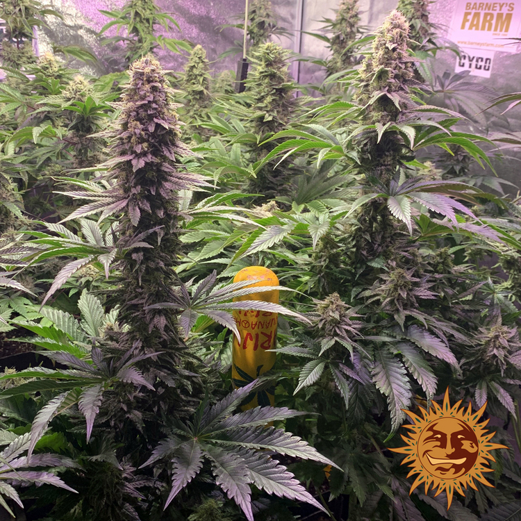 Tropicanna Banana Feminised Barney's Farm