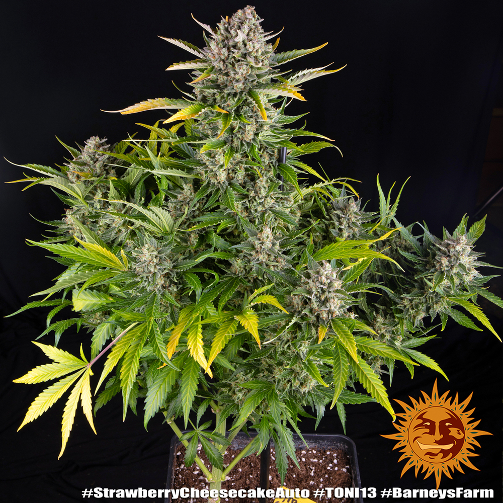 Strawberry Cheesecake Auto Autoflower Barney's Farm
