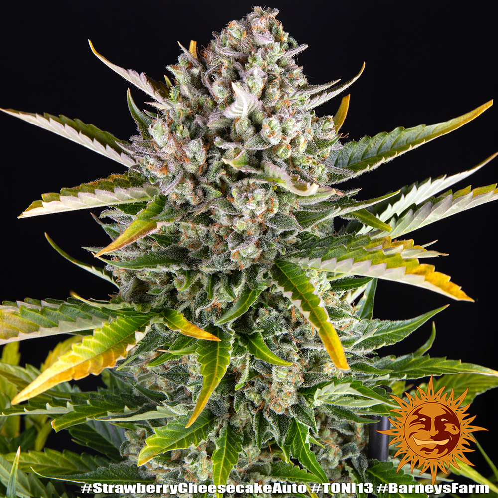 Strawberry Cheesecake Auto Autoflower Barney's Farm