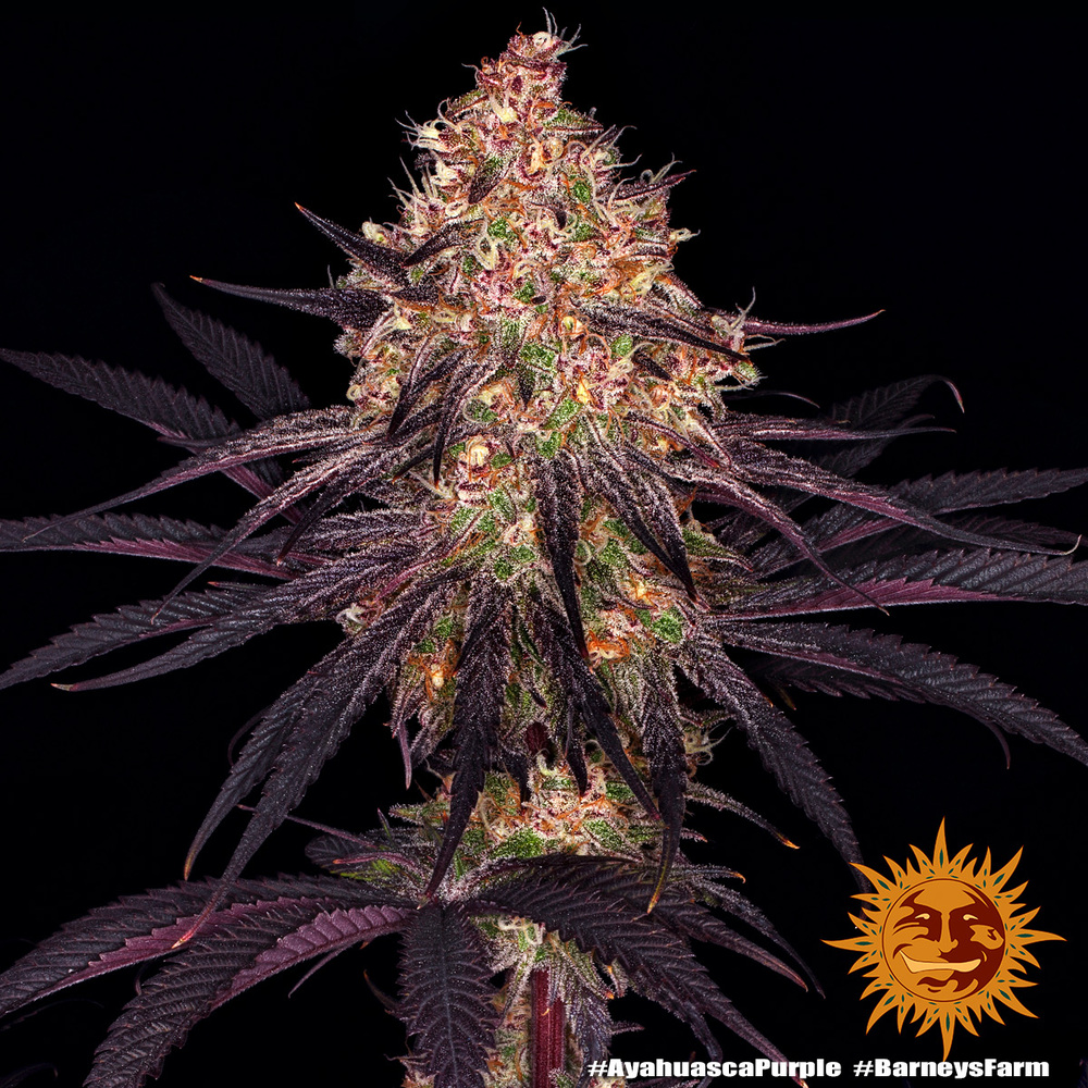 Ayahuasca Purple Feminised Barney's Farm