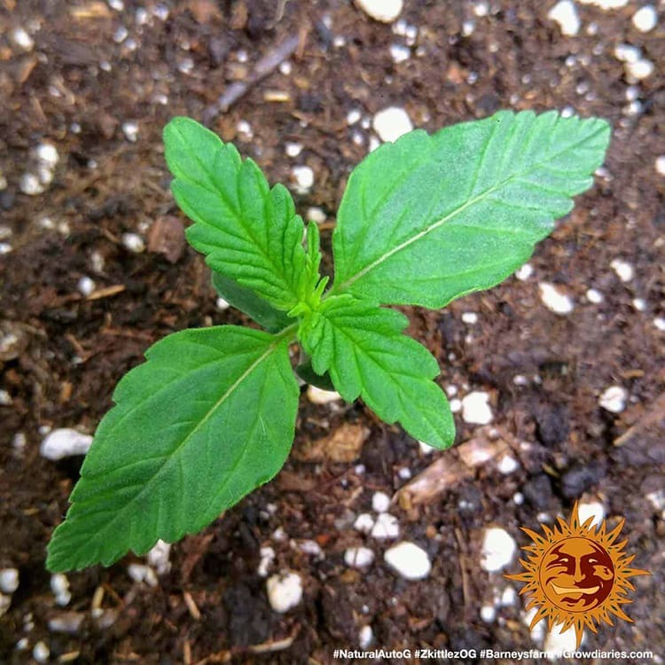 Original Z OG Auto Autoflower Barney's Farm