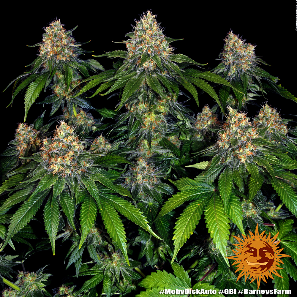 Moby Dick Auto Autoflower Barney's Farm