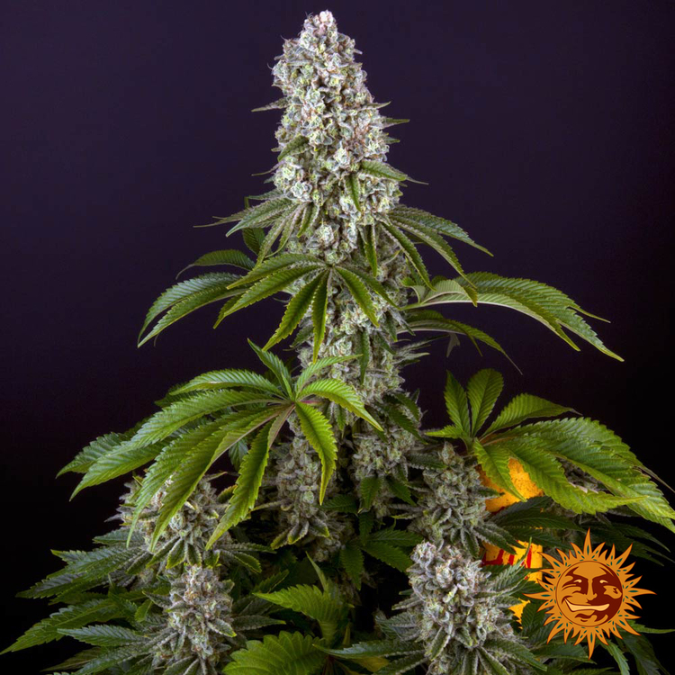Tropicanna Banana Feminised Barney's Farm