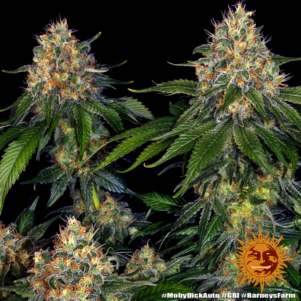 Moby Dick Auto Autoflower Barney's Farm