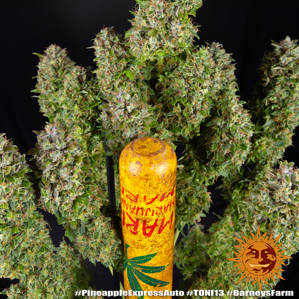 Pineapple Express Auto Autoflower Barney's Farm