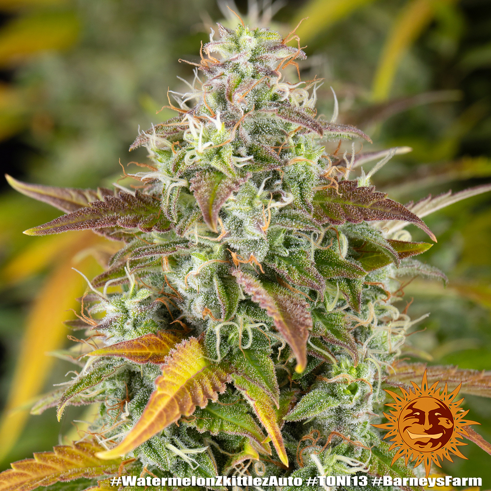 Watermelon Z Auto Autoflower Barney's Farm