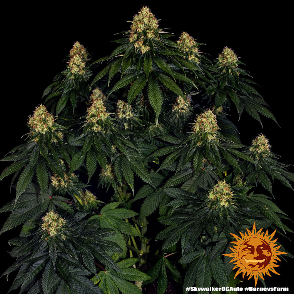 Skywalker OG Auto Autoflower Barney's Farm