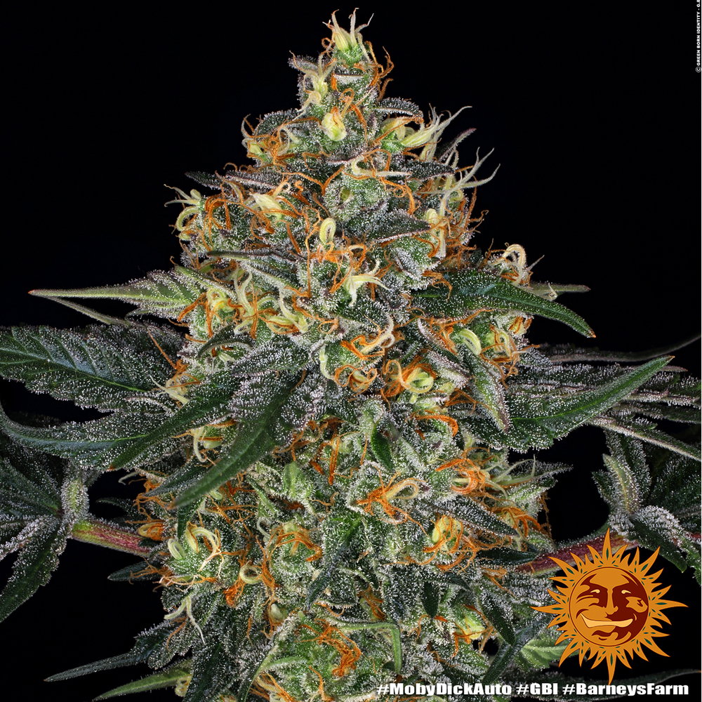 Moby Dick Auto Autoflower Barney's Farm