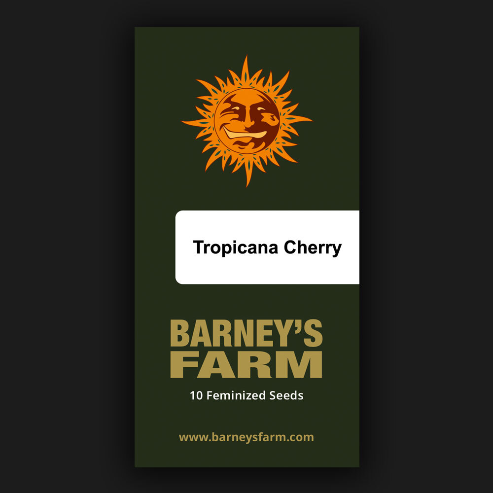 Tropicana Cherry Feminised Barney's Farm
