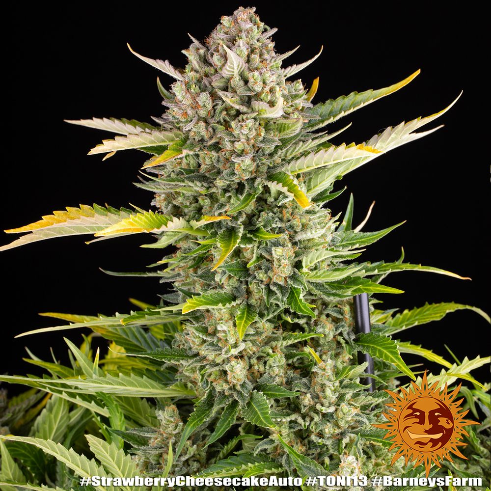 Strawberry Cheesecake Auto Autoflower Barney's Farm