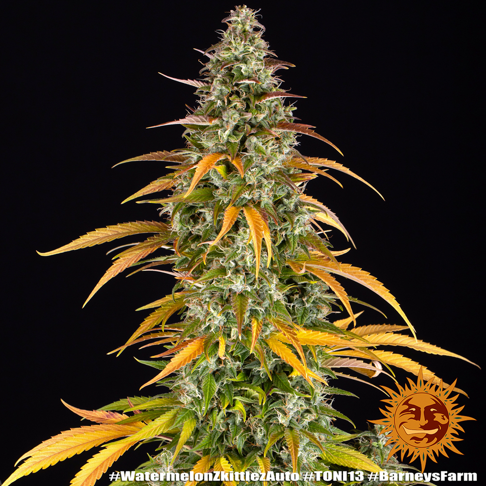 Watermelon Z Auto Autoflower Barney's Farm