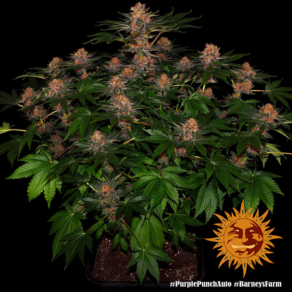 Purple Punch Auto Autoflower Barney's Farm