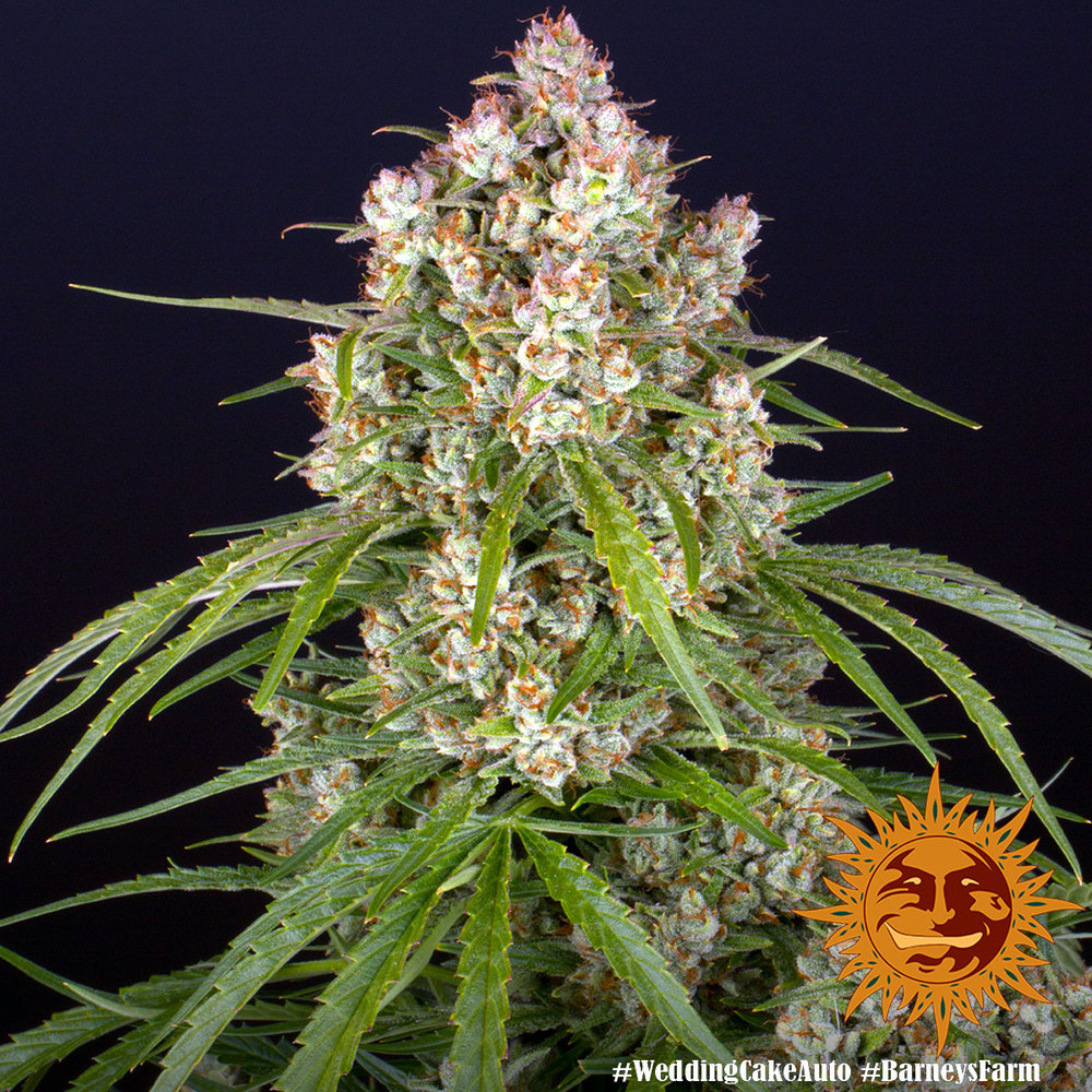 Wedding Cake Auto Autoflower Barney's Farm