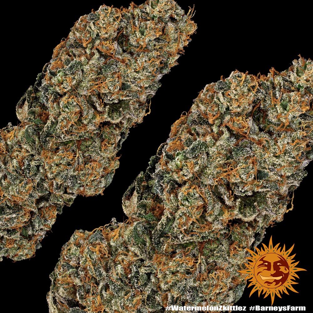 Watermelon Z Feminised Barney's Farm