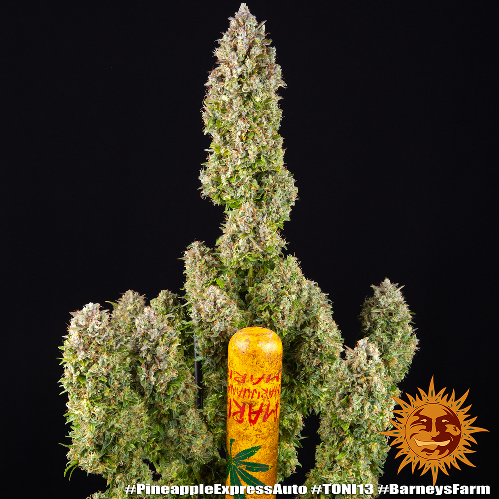 Pineapple Express Auto Autoflower Barney's Farm