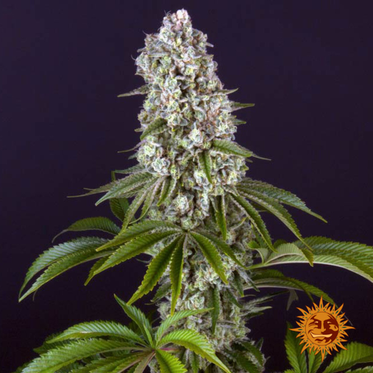 Tropicanna Banana Feminised Barney's Farm