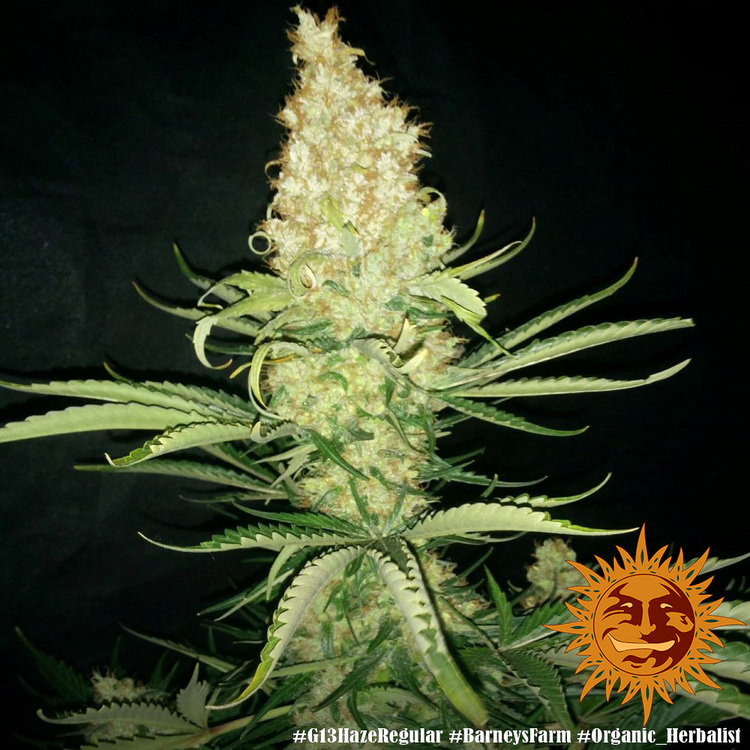 G13 Haze Regular Barney's Farm