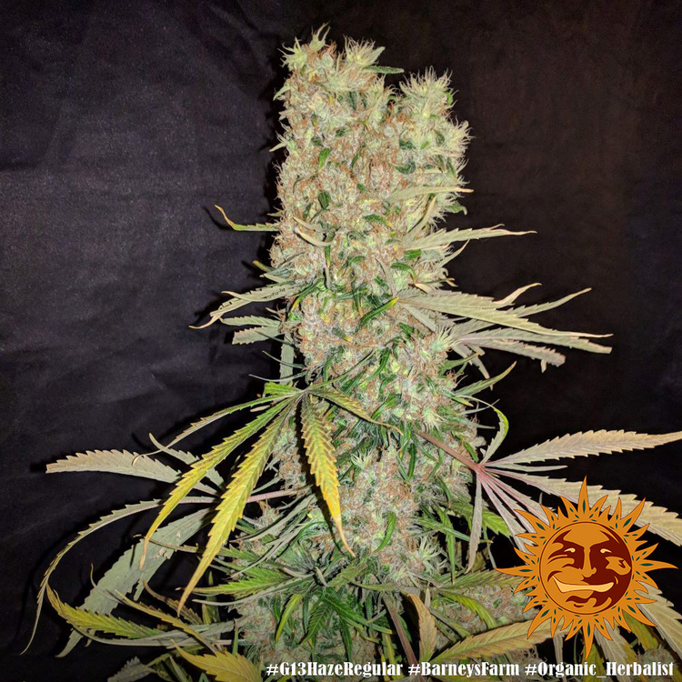 G13 Haze Regular Barney's Farm