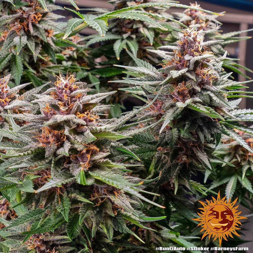 Runtz Auto Autoflower Barney's Farm