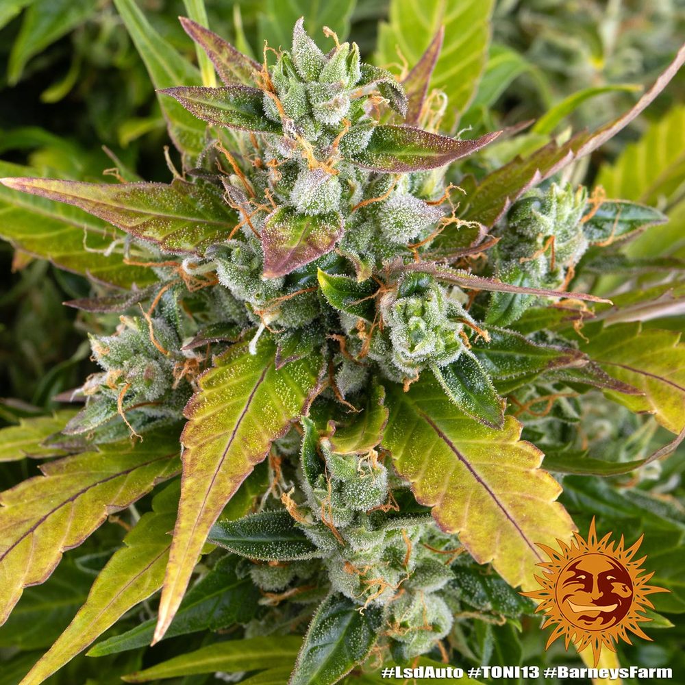 LSD Auto Autoflower Barney's Farm