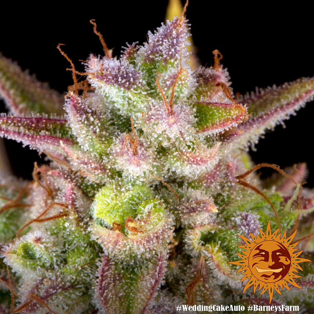 Wedding Cake Auto Autoflower Barney's Farm