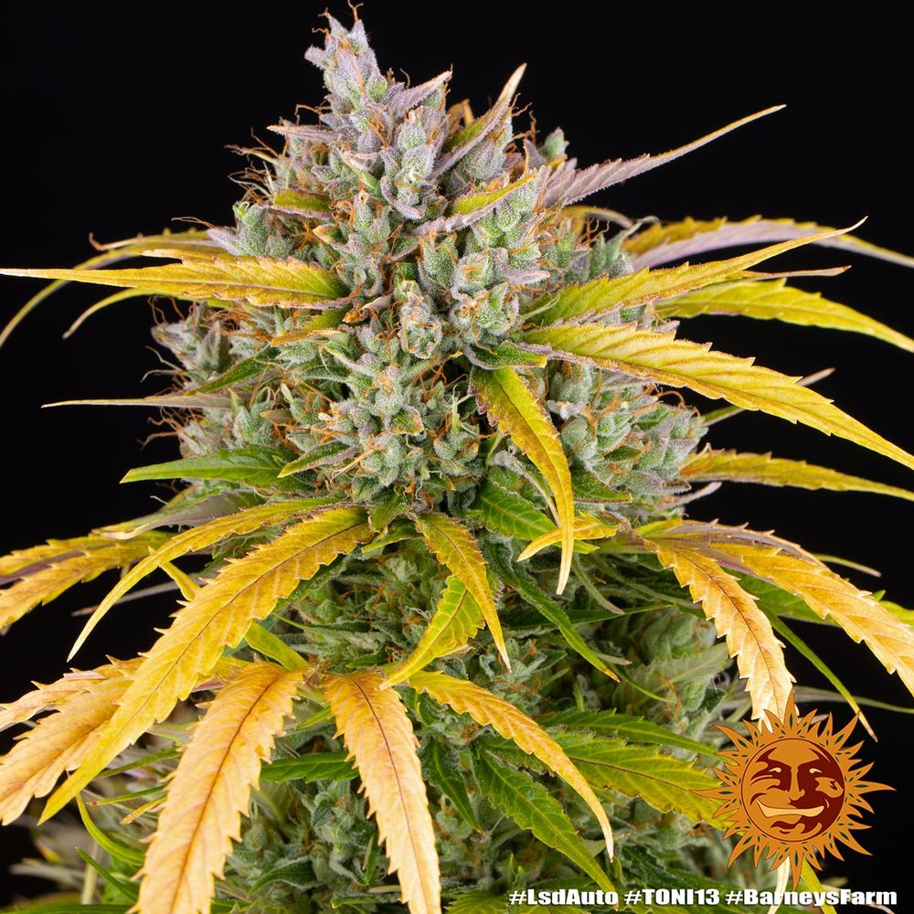 LSD Auto Autoflower Barney's Farm