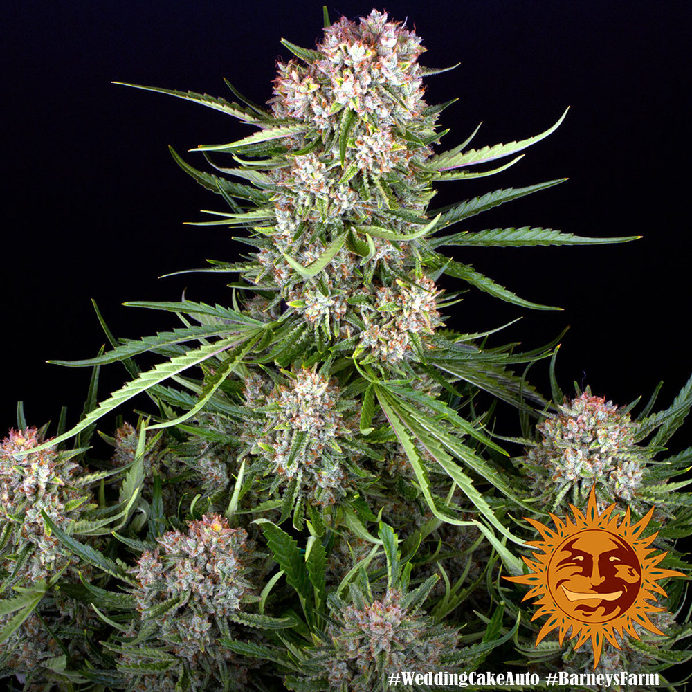 Wedding Cake Auto Autoflower Barney's Farm